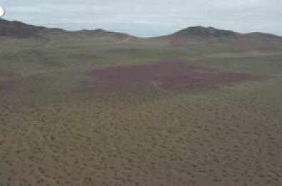 Il miracolo del "deserto fiorito" in Cile: l'Atacama si trasforma in un mare di colori