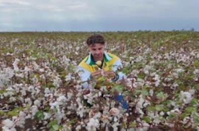 Partita nel Foggiano la raccolta del cotone 100% italiano