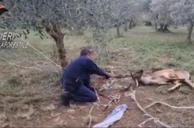 Daino impigliato in una recinzione, liberato da Forestale e Wild Umbria Daino impigliato in una recinzione, liberato da Forestale e Wild Umbria
