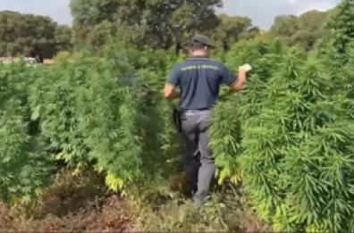 Piantagione con 4.600 alberi di marijuana scoperta nel Sassarese Piantagione con 4.600 alberi di marijuana scoperta nel Sassarese