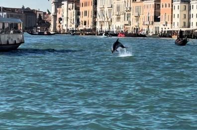 Un delfino a Venezia, 'non avvicinatevi' Un delfino a Venezia, 'non avvicinatevi'