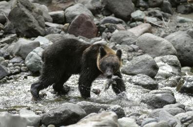 In Giappone record decennale di attacchi di orsi In Giappone record decennale di attacchi di orsi