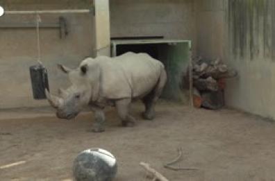 Valencia, un cucciolo di rinoceronte bianco meridionale e' nato in uno zoo Valencia, un cucciolo di rinoceronte bianco meridionale e' nato in uno zoo