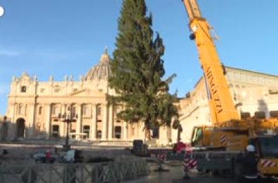 Innalzato l'albero di Natale a piazza S. Pietro: e' alto 27 metri Innalzato l'albero di Natale a piazza S. Pietro: e' alto 27 metri