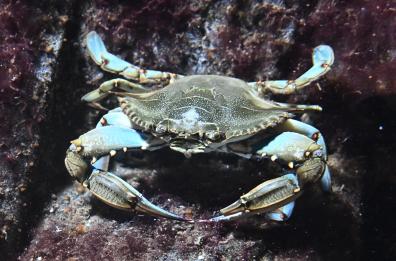 Manovra: da granchio blu a vino, anche micro-norme tra proposte