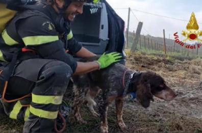 Cane bloccato per tre giorni nel Forlivese, salvato dai Vigili del fuoco
