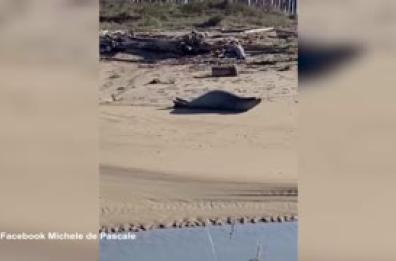 Raro esemplare di foca monaca avvistato nel Ravennate