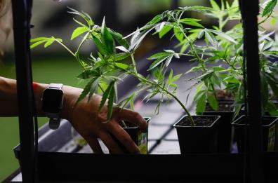 Marcia indietro su cannabis light, emendamento sarà ritirato