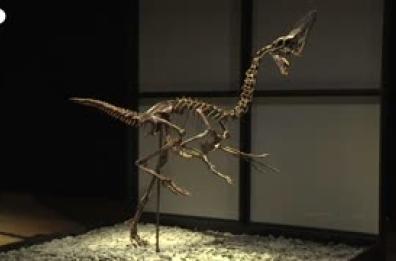 Il dinosauro Caenagnathides "Spike" in mostra prima dell'asta a Londra