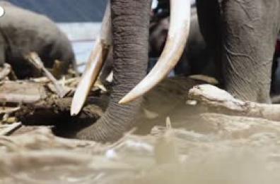 Indonesia, elefanti come 'gru' rimuovono i detriti dopo le inondazioni