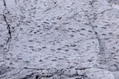Scoperte migliaia di orme di dinosauri nel Parco dello Stelvio