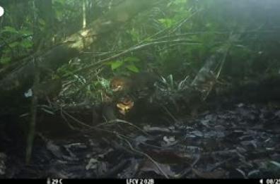 Avvistato nel Borneo il gatto dalla testa piatta, uno dei felini piu' rari al mondo