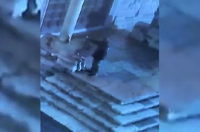 Verona, individuato l'imbrattatore dei leoni di San Zeno