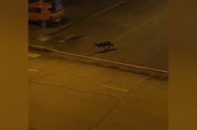 Camerino, lupi tra le case a ridosso del centro storico