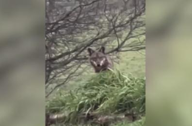 Avvistato un lupo sui Colli bolognesi, il Comune fa un'ordinanza