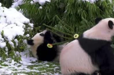 Uno spuntino di Natale per gli animali dello zoo di Berlino