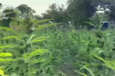 Nel Nuorese una delle piu' grandi piantagioni di marijuana in Italia