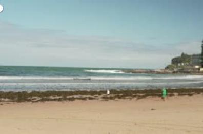 Allarme in Australia, spiagge chiuse dopo quattro attacchi di squali in 48 ore