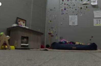 Turchia, la vita da "sultani" dei gatti randagi di Istanbul