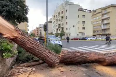 Cade un grosso albero in strada a Roma, colpito un autobus