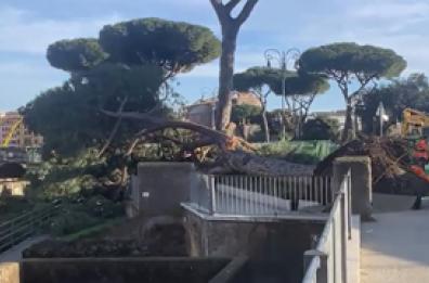 Roma, crolla un altro albero ai Fori Imperiali: tre feriti lievi