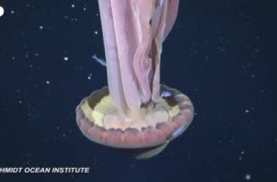 Medusa fantasma gigante filmata nelle profondita' marine dell'Argentina