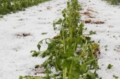 Puglia, grandinata di maggio: da Regione nessuna richiesta di calamità