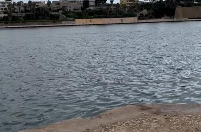 Un delfino fa capolino nelle acque del porto di Brindisi