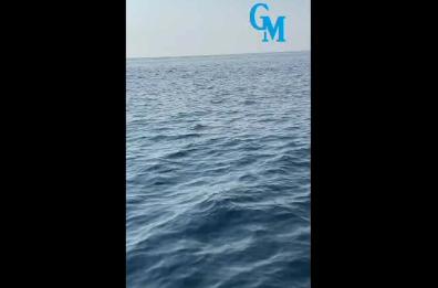 Una foca monaca fa capolino in mare all'ombra del faro di Santa Maria di Leuca - IL VIDEO - 