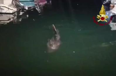 Brindisi, pesce luna in difficolt&agrave; tra le barche ormeggiate nel porto: salvato dai vigili del fuoco VIDEO