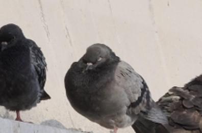 Lecce, bimbo dava cibo ai piccioni: multa al genitore