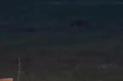 Avvistato un altro lupo nella zona di San Ligorio a Lecce