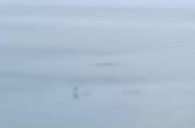 Taranto, a pochi metri dal lungomare un delfino salta in acqua: lo spettacolo è virale