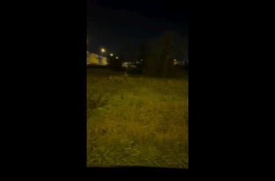 Lupo avvistato nella zona industriale di Melendugno: il video dell'ululato 