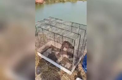 Manfredonia, dopo la devastazione dell'Oasi una storia a lieto fine: lontra salvata dalla strada e liberata