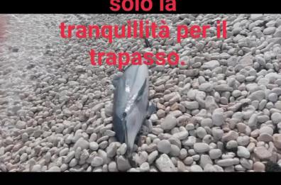 Bisceglie, recuperata carcassa di Stenella spiaggiata