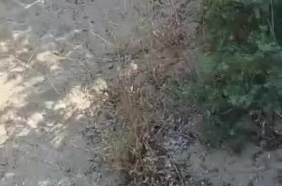 S.Pietro in Bevagna, tartarughe appena nate sbagliano strada e finiscono sotto le auto: morte