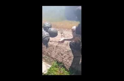 Bari, ragazza prende a calci tartarughe nel laghetto di Parco 2 Giugno e il video finisce sui social: denunciata