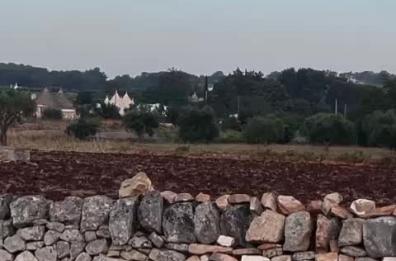 Valle d'Itria, ancora un avvistamento di lupi a spasso nelle campagne