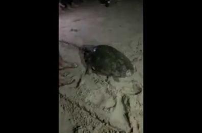 Il Gargano come le isole Galápagos: la visita notturna di una Caretta-Caretta