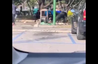 Prende a sassate auto parcheggiate in piazza Moro a Bari: il video indigna il web