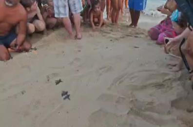 Ugento, il paradiso delle tartarughe: sul litorale nate oltre 500 Caretta caretta VIDEO