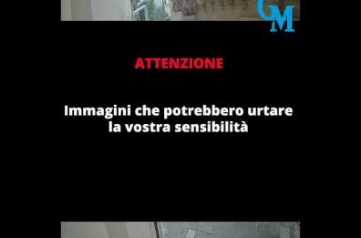 Lecce, massacra un gatto a calci e poi va via: rintracciato l'aggressore, è un clochard sloveno