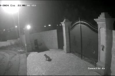 Ancora aggressioni di lupi nel Salento: cane sbranato a Corsano