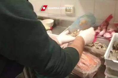 Bisceglie, 450kg di pesce conservati in pessime condizioni igieniche: sequestri