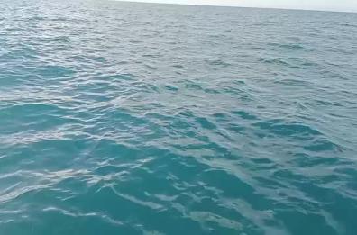 Trani, tornano in mare le tartarughe impigliate nelle reti dei pescatori