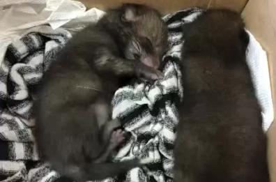 Calimera, cuccioli di volpe salvati dai volontari: «Mamma e fratellini dilaniati, scena agghiacciante»
