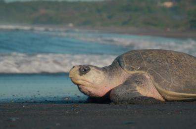 La Puglia è regione amica delle tartarughe Caretta Caretta: censiti 38 nidi
