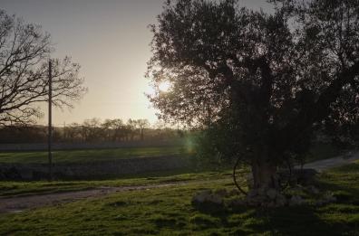 «Filiera agroalimentare pugliese: sicuramente buona», il video della Regione