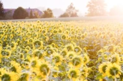 Foggia, girasoli profumati con l'agricoltura delle relazioni